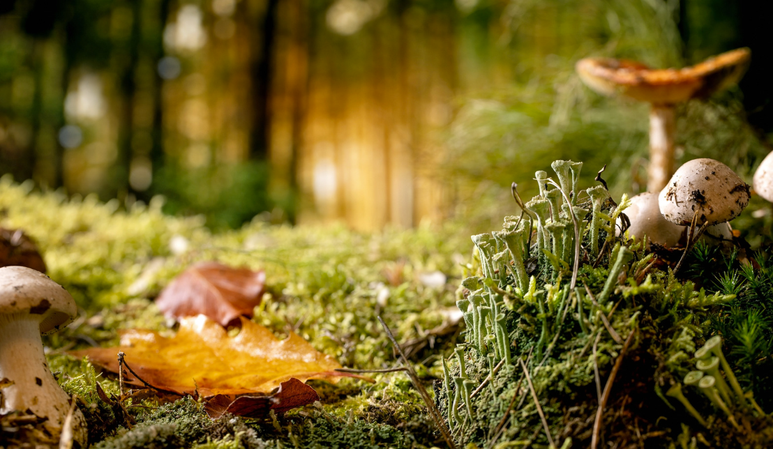Understanding Fairies